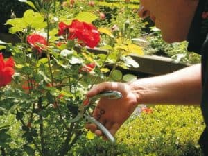 Master uhlové nožnice/pánske