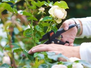 Master dámske ráčnové nožnice