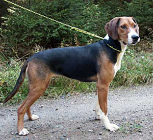 Runlock Poľovnícky set oranžový